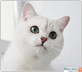 Британец шиншилла. 3